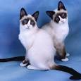 /album/fotogaleria-gatos-del-mundo/snowshoe-jpg/